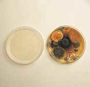 super bacteria in petri dish